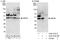 UBX Domain Protein 1 antibody, A303-415A, Bethyl Labs, Immunoprecipitation image 
