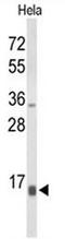 Neuropeptide W antibody, AP52924PU-N, Origene, Western Blot image 