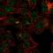 F-Box Protein 31 antibody, PA5-56368, Invitrogen Antibodies, Immunofluorescence image 