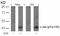 Jun Proto-Oncogene, AP-1 Transcription Factor Subunit antibody, 79-438, ProSci, Western Blot image 