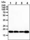 Peptidylprolyl Isomerase F antibody, NBP1-28608, Novus Biologicals, Western Blot image 