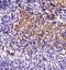 ATP Binding Cassette Subfamily B Member 5 antibody, PA5-72966, Invitrogen Antibodies, Immunohistochemistry frozen image 