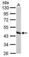 GATA Binding Protein 4 antibody, PA5-29663, Invitrogen Antibodies, Western Blot image 