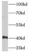 Protein Tob1 antibody, FNab08850, FineTest, Western Blot image 