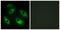 Ephrin type-B receptor 6 antibody, abx013285, Abbexa, Western Blot image 