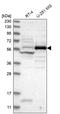 Centrosomal Protein 55 antibody, PA5-54796, Invitrogen Antibodies, Western Blot image 