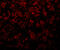 Golgi Membrane Protein 1 antibody, 5441, ProSci Inc, Immunofluorescence image 