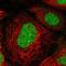 Stromal Antigen 1 antibody, NBP1-87097, Novus Biologicals, Immunofluorescence image 