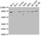 Zinc Finger RANBP2-Type Containing 1 antibody, CSB-PA883378LA01HU, Cusabio, Western Blot image 