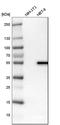 Lysophosphatidylcholine Acyltransferase 2 antibody, HPA007891, Atlas Antibodies, Western Blot image 