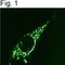 Coatomer Protein Complex Subunit Beta 1 antibody, NBP2-22544, Novus Biologicals, Immunocytochemistry image 