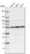 Dihydrolipoamide S-Succinyltransferase antibody, HPA003010, Atlas Antibodies, Western Blot image 