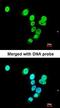 RAS Protein Activator Like 1 antibody, orb69779, Biorbyt, Immunofluorescence image 