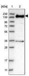 Ankyrin repeat and IBR domain-containing protein 1 antibody, PA5-54506, Invitrogen Antibodies, Western Blot image 