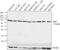 A2B5 antibody, 433110, Invitrogen Antibodies, Western Blot image 