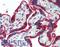 Platelet Derived Growth Factor Subunit A antibody, LS-B14989, Lifespan Biosciences, Immunohistochemistry paraffin image 