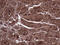 Amidohydrolase Domain Containing 1 antibody, M13146, Boster Biological Technology, Immunohistochemistry paraffin image 
