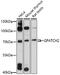 G-Patch Domain Containing 2 antibody, 16-879, ProSci, Western Blot image 