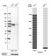 Thioredoxin Reductase 1 antibody, HPA001395, Atlas Antibodies, Western Blot image 