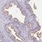 Phosphodiesterase 6D antibody, HPA037433, Atlas Antibodies, Immunohistochemistry frozen image 