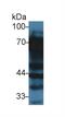 Vitronectin antibody, MBS2026251, MyBioSource, Western Blot image 