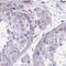 RUN Domain Containing 3B antibody, HPA057155, Atlas Antibodies, Immunohistochemistry frozen image 