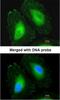 Crystallin Beta A4 antibody, NBP1-32741, Novus Biologicals, Immunofluorescence image 