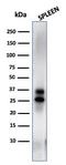 Natural killer cell protease 1 antibody, AE00276, Aeonian Biotech, Western Blot image 