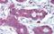 Homeobox A5 antibody, PA5-69008, Invitrogen Antibodies, Immunohistochemistry frozen image 