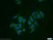 RAB Guanine Nucleotide Exchange Factor 1 antibody, 12735-1-AP, Proteintech Group, Immunofluorescence image 