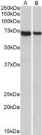 Syntaxin Binding Protein 3 antibody, orb195334, Biorbyt, Western Blot image 