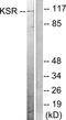 Kinase suppressor of Ras 1 antibody, LS-C117567, Lifespan Biosciences, Western Blot image 