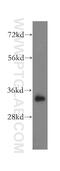 Mitochondrial Ribosomal Protein L19 antibody, 16517-1-AP, Proteintech Group, Western Blot image 