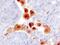 RGM domain family member B antibody, PA5-47516, Invitrogen Antibodies, Immunohistochemistry frozen image 