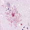 B78 antibody, TA340520, Origene, Immunohistochemistry frozen image 