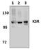 Kinase suppressor of Ras 1 antibody, PA5-75208, Invitrogen Antibodies, Western Blot image 
