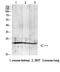 Gremlin-2 antibody, A08939, Boster Biological Technology, Western Blot image 