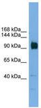 Zinc Finger Protein 445 antibody, TA329605, Origene, Western Blot image 