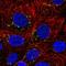 Cyclin I antibody, HPA061470, Atlas Antibodies, Immunocytochemistry image 