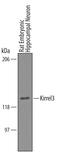 Kin of IRRE-like protein 3 antibody, AF4910, R&D Systems, Western Blot image 
