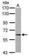 Alkaline Phosphatase, Placental antibody, PA5-29445, Invitrogen Antibodies, Western Blot image 