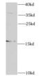 Ribonuclease A Family Member 13 (Inactive) antibody, FNab07326, FineTest, Western Blot image 