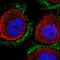 CD99 antigen-like protein 2 antibody, PA5-58539, Invitrogen Antibodies, Immunofluorescence image 