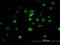 FRA2 antibody, H00002355-M01, Novus Biologicals, Immunocytochemistry image 