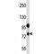 NLR Family Pyrin Domain Containing 10 antibody, F43011-0.4ML, NSJ Bioreagents, Western Blot image 