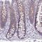 Lipin 3 antibody, PA5-62663, Invitrogen Antibodies, Immunohistochemistry frozen image 