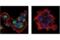 Malic enzyme 2 antibody, 35939S, Cell Signaling Technology, Immunofluorescence image 
