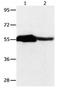 Chromobox 2 antibody, orb107364, Biorbyt, Western Blot image 