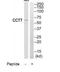 Chaperonin Containing TCP1 Subunit 7 antibody, TA315077, Origene, Western Blot image 