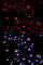 MDM2 Proto-Oncogene antibody, AP0073, ABclonal Technology, Immunofluorescence image 